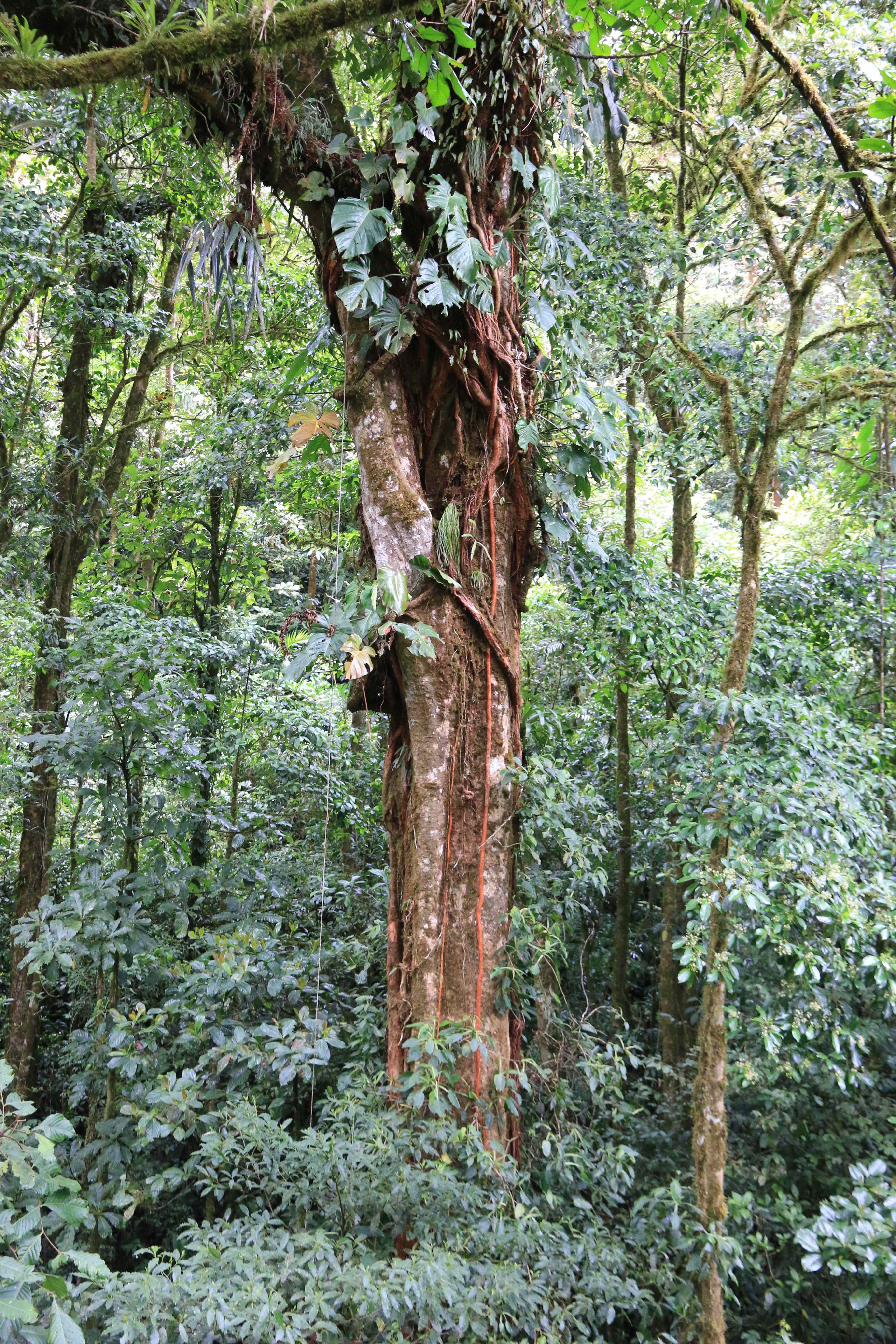 Costa Rica